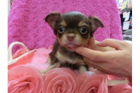 成約済の京都府のチワワ-11505の1枚目