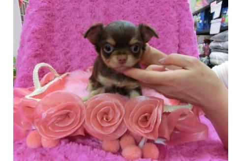 成約済の京都府のチワワ-11505の2枚目