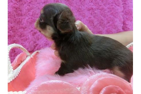 成約済の京都府のチワワ-11505の3枚目