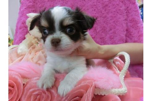 成約済の京都府のチワワ-11506の1枚目