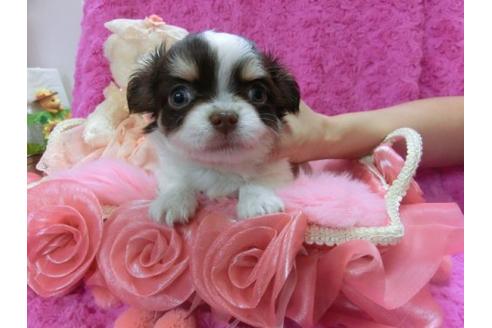 成約済の京都府のチワワ-11506の2枚目