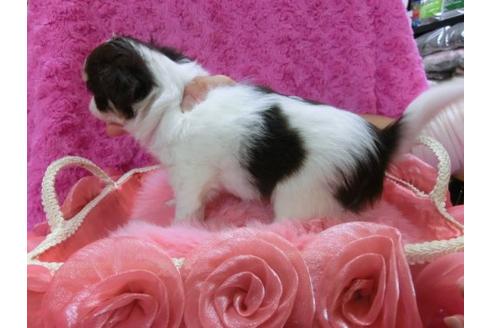 成約済の京都府のチワワ-11506の3枚目