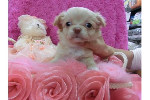 成約済の京都府のチワワ-11507の1枚目