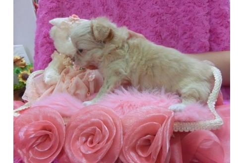 成約済の京都府のチワワ-11507の2枚目