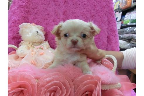 成約済の京都府のチワワ-11507の3枚目