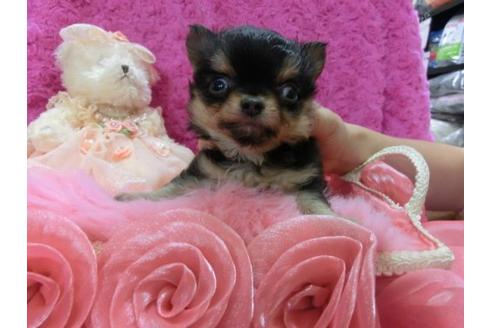 成約済の京都府のチワワ-11508の1枚目