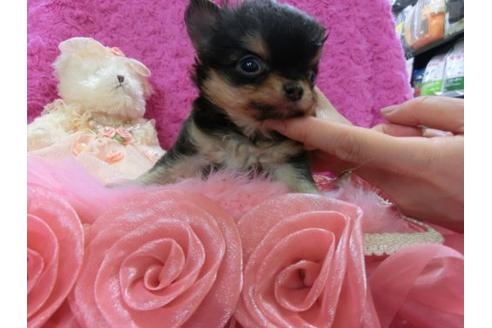 成約済の京都府のチワワ-11508の2枚目