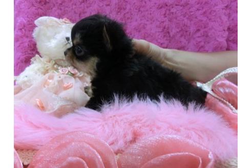 成約済の京都府のチワワ-11508の3枚目