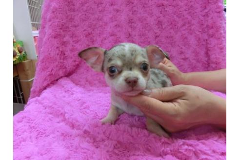 成約済の京都府のチワワ-11510の1枚目