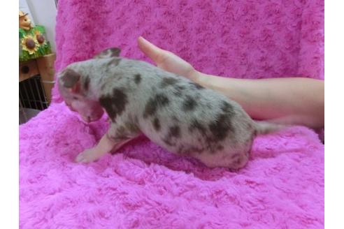 成約済の京都府のチワワ-11510の2枚目