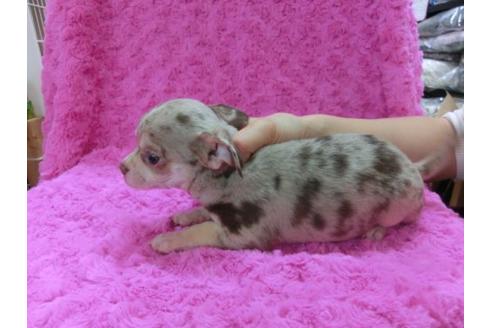 成約済の京都府のチワワ-11510の3枚目