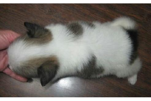 成約済の岐阜県のミックス犬-11536の3枚目