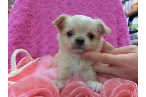成約済の京都府のチワワ-11557の1枚目