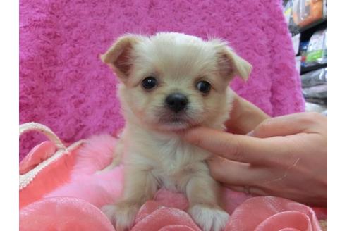 成約済の京都府のチワワ-11557の2枚目