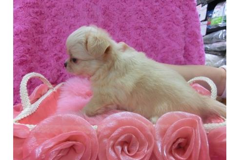 成約済の京都府のチワワ-11557の3枚目