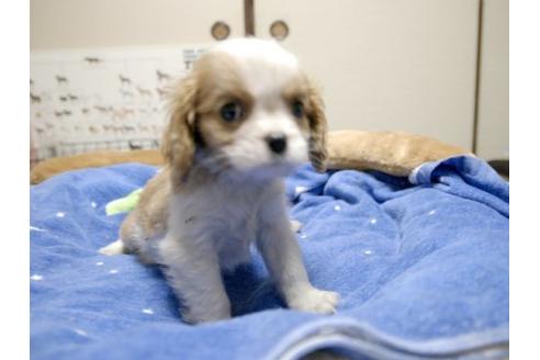 成約済の埼玉県のキャバリアキングチャールズスパニエル-10771の3枚目