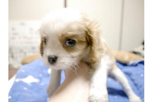 成約済の埼玉県のキャバリアキングチャールズスパニエル-10771の1枚目