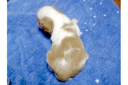 成約済の埼玉県のキャバリアキングチャールズスパニエル-10771の2枚目
