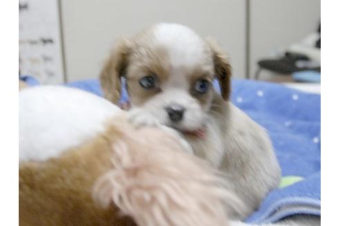 成約済の埼玉県のキャバリアキングチャールズスパニエル-11004の2枚目