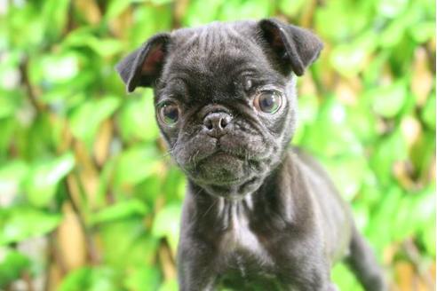 成約済の京都府のパグ-11562の5枚目