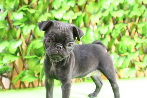 成約済の京都府のパグ-11562の4枚目