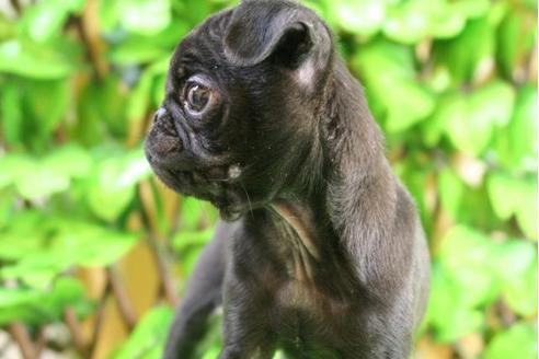 成約済の京都府のパグ-11562の3枚目