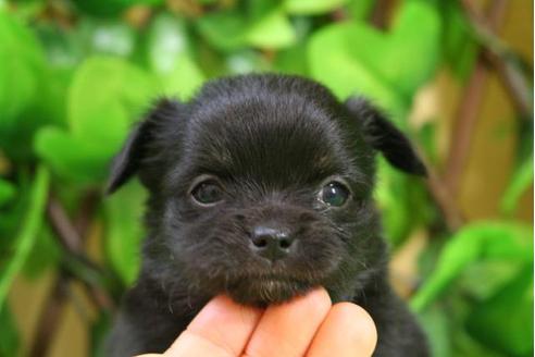 成約済の京都府のチワワ-11563の5枚目