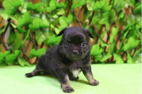 成約済の京都府のチワワ-11563の4枚目