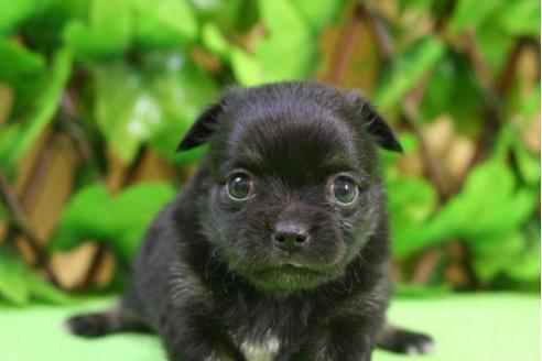 成約済の京都府のチワワ-11563の2枚目