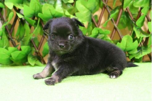 成約済の京都府のチワワ-11563の1枚目