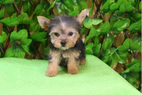 成約済の京都府のヨークシャーテリア-11564の4枚目