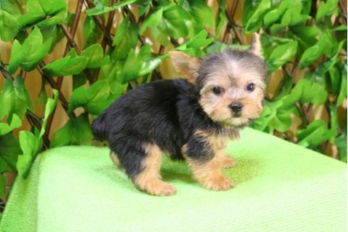 成約済の京都府のヨークシャーテリア-11564の3枚目