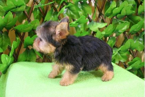 成約済の京都府のヨークシャーテリア-11564の2枚目