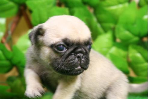 成約済の京都府のパグ-11567の5枚目