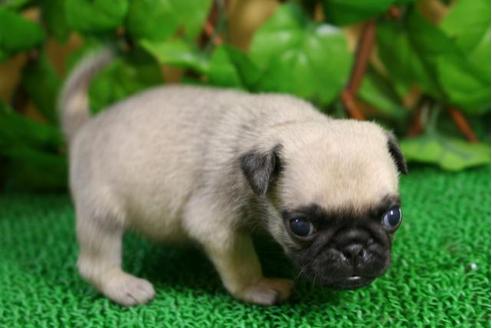 成約済の京都府のパグ-11567の4枚目