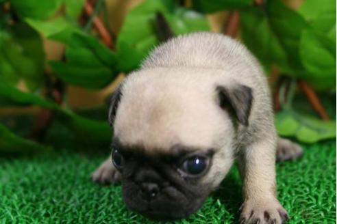 成約済の京都府のパグ-11567の3枚目