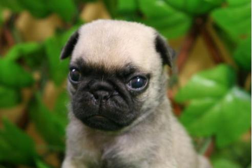 成約済の京都府のパグ-11567の2枚目