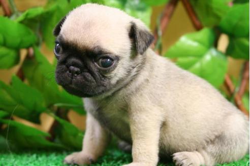 成約済の京都府のパグ-11567の1枚目