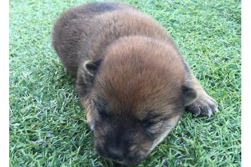 成約済の長崎県の柴犬-11605の2枚目