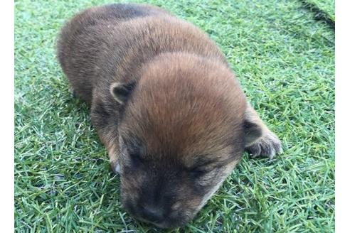 成約済の長崎県の柴犬-11605の3枚目