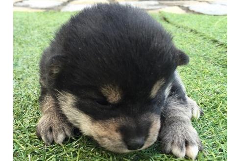 成約済の長崎県の柴犬-11609の1枚目