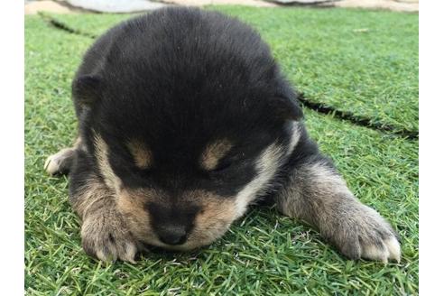 成約済の長崎県の柴犬-11609の3枚目