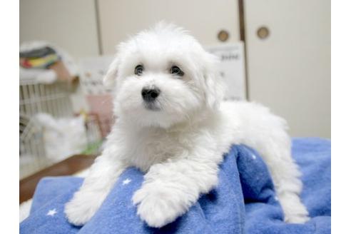 成約済の埼玉県のマルチーズ-10459の1枚目