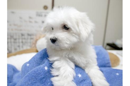成約済の埼玉県のマルチーズ-10459の2枚目
