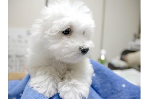 成約済の埼玉県のマルチーズ-10459の3枚目