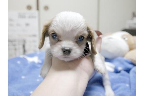 成約済の埼玉県のキャバリアキングチャールズスパニエル-11005の1枚目