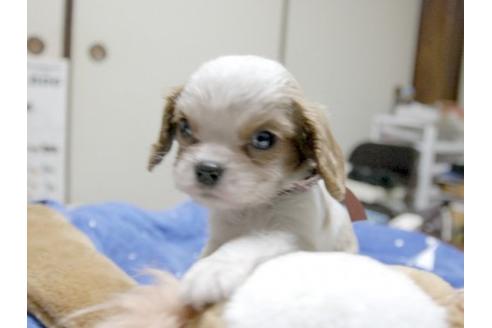 成約済の埼玉県のキャバリアキングチャールズスパニエル-11005の2枚目