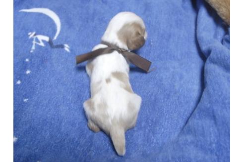 成約済の埼玉県のキャバリアキングチャールズスパニエル-11005の3枚目