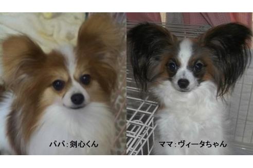 成約済の千葉県のパピヨン-10968の3枚目
