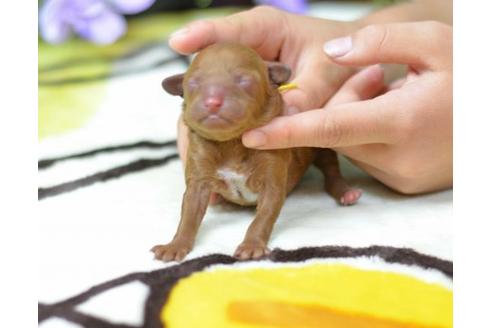 成約済の埼玉県のトイプードル-11639の1枚目